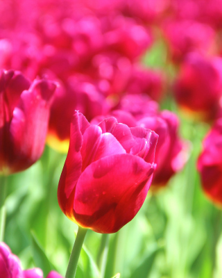 Tulips Macro HDR - Obrázkek zdarma pro 132x176
