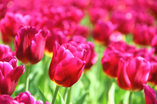 Free Tulips Macro HDR Picture for Android, iPhone and iPad