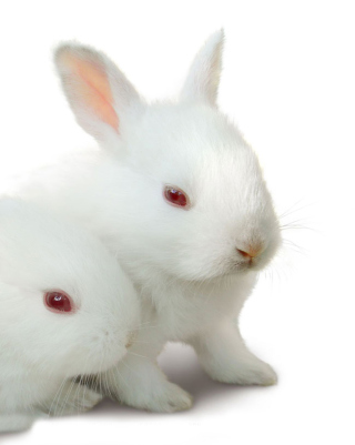 Bunny Baby - Obrázkek zdarma pro Nokia X2