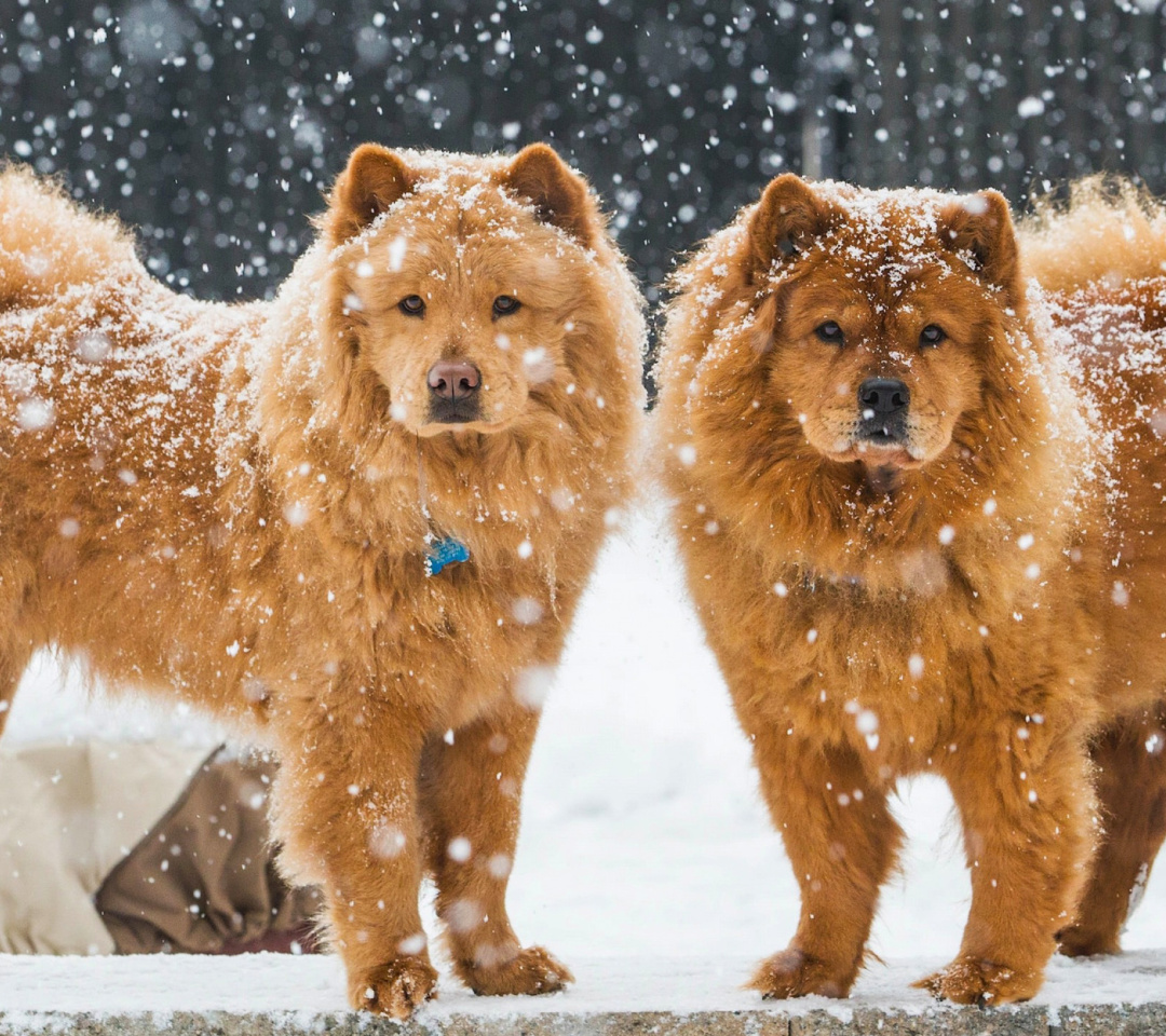 Das Chow Chow Dogs Wallpaper 1080x960