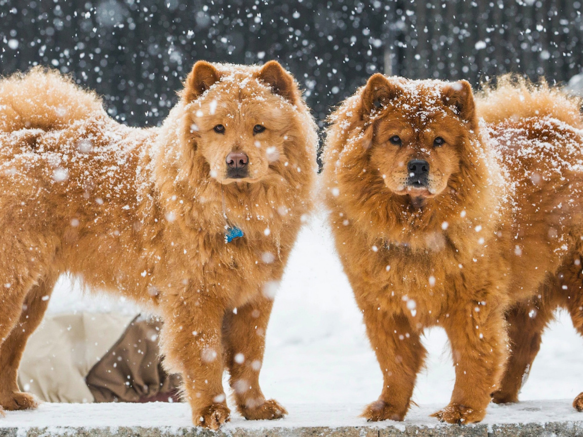 Das Chow Chow Dogs Wallpaper 1152x864