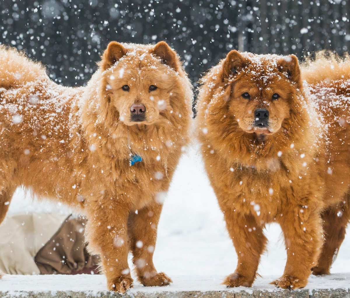 Fondo de pantalla Chow Chow Dogs 1200x1024