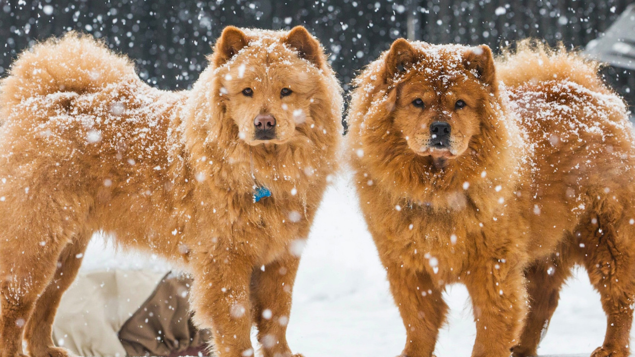 Sfondi Chow Chow Dogs 1280x720