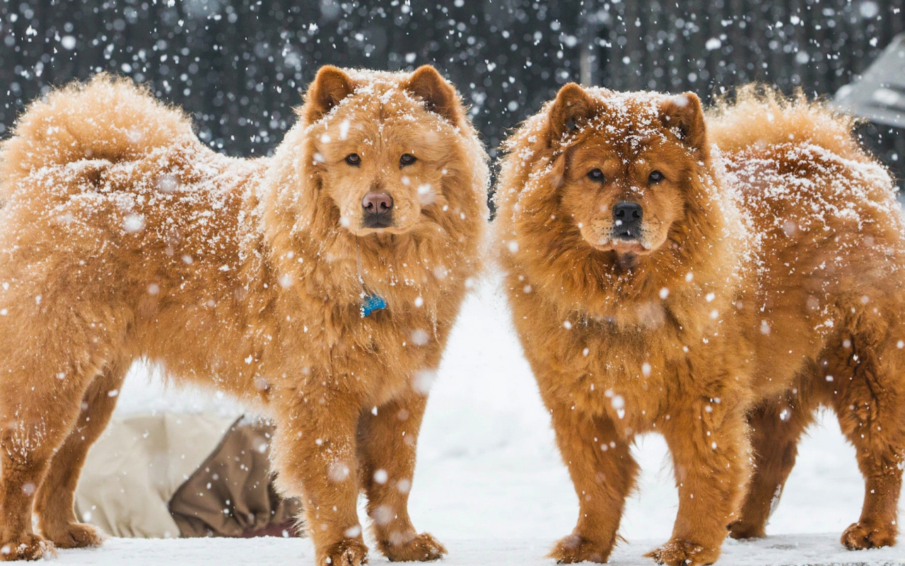 Chow Chow Dogs wallpaper 1280x800