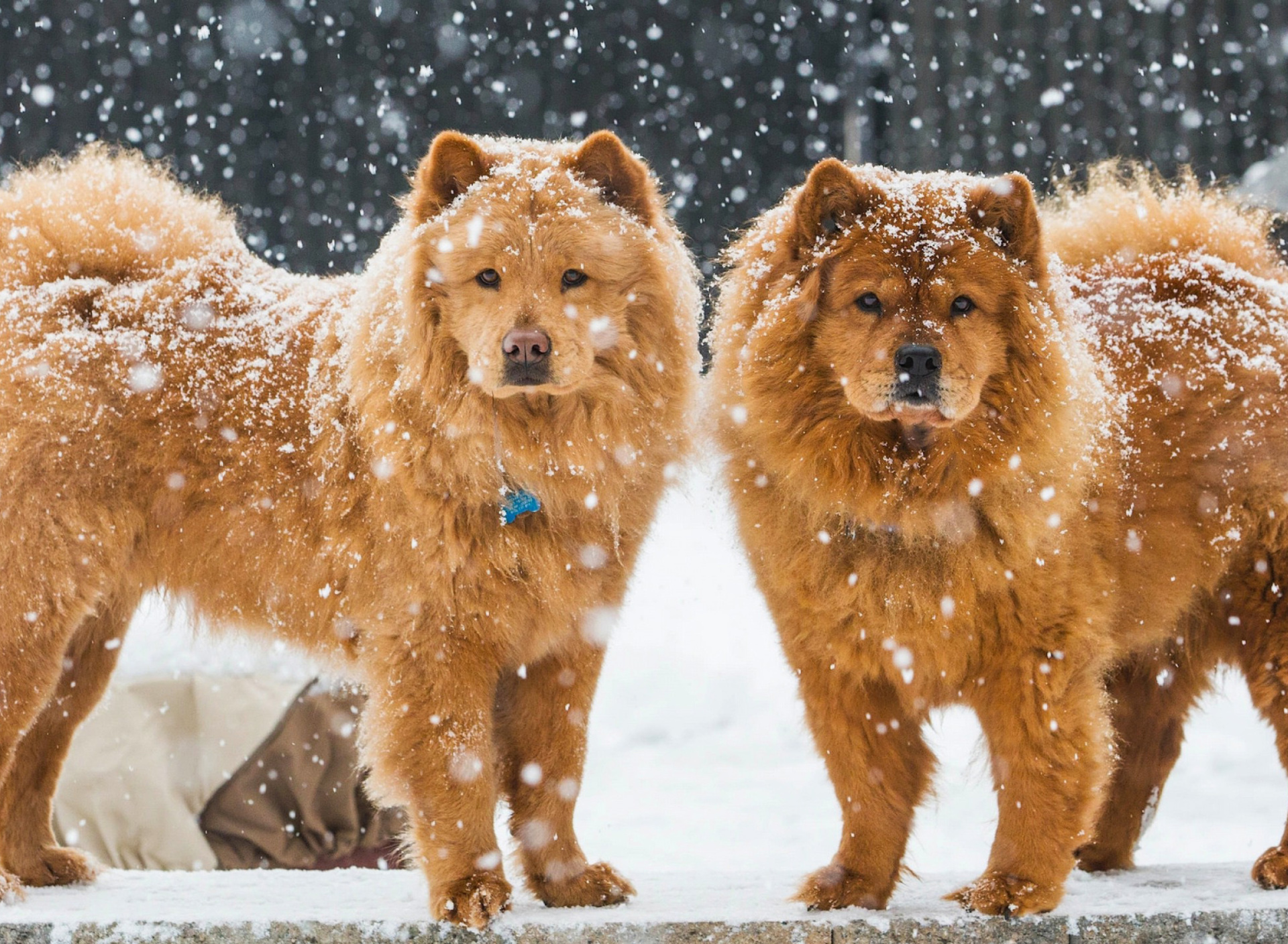 Обои Chow Chow Dogs 1920x1408