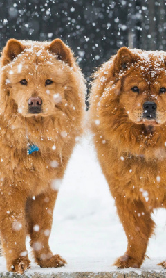 Chow Chow Dogs screenshot #1 240x400