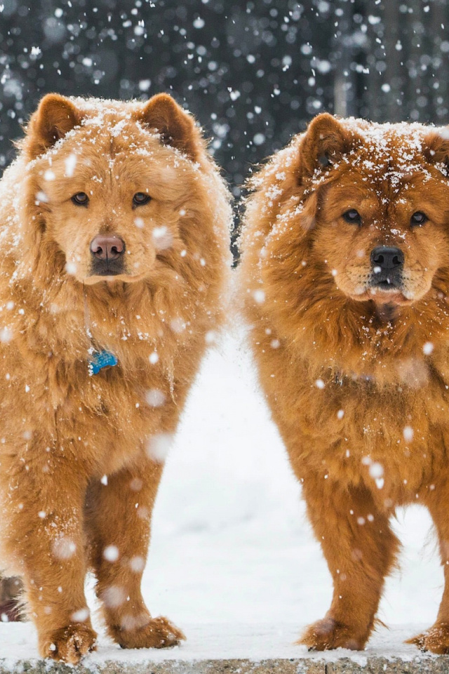 Chow Chow Dogs wallpaper 640x960