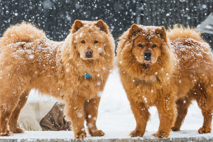 Обои Chow Chow Dogs