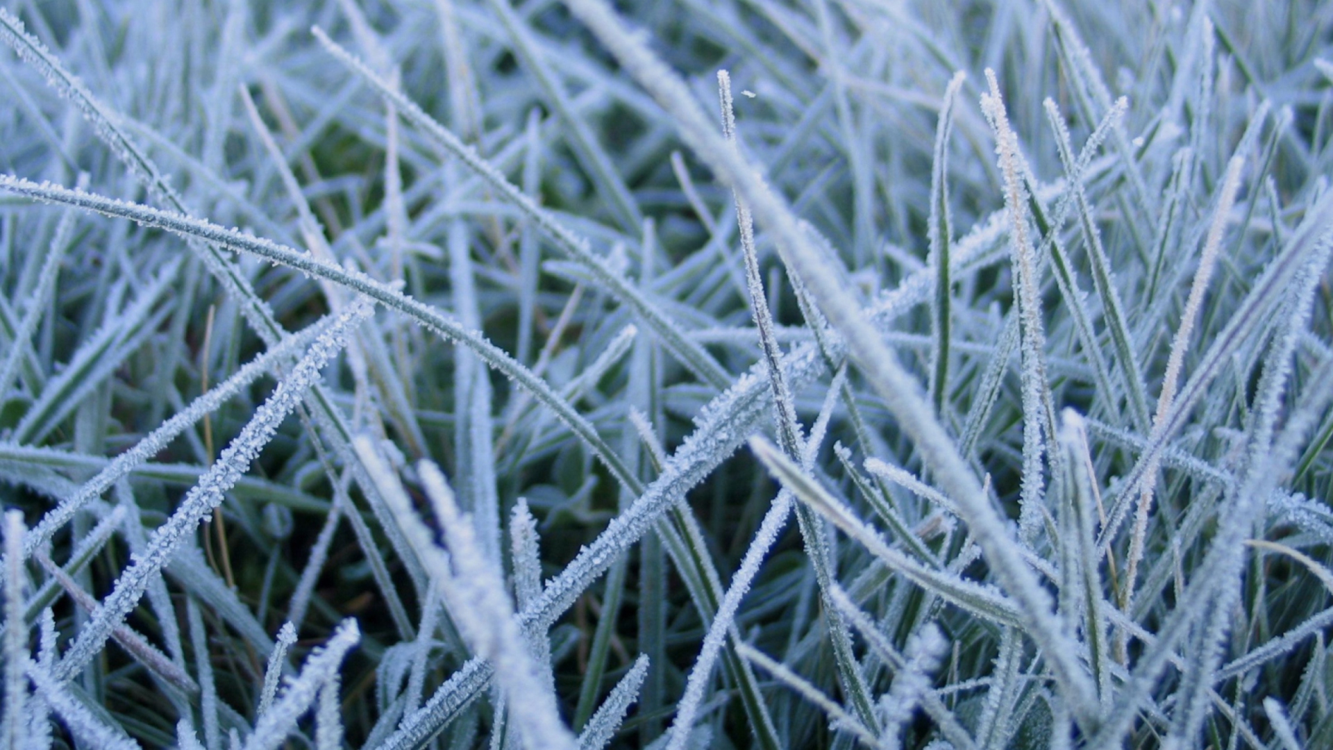 Обои First Frost 1920x1080