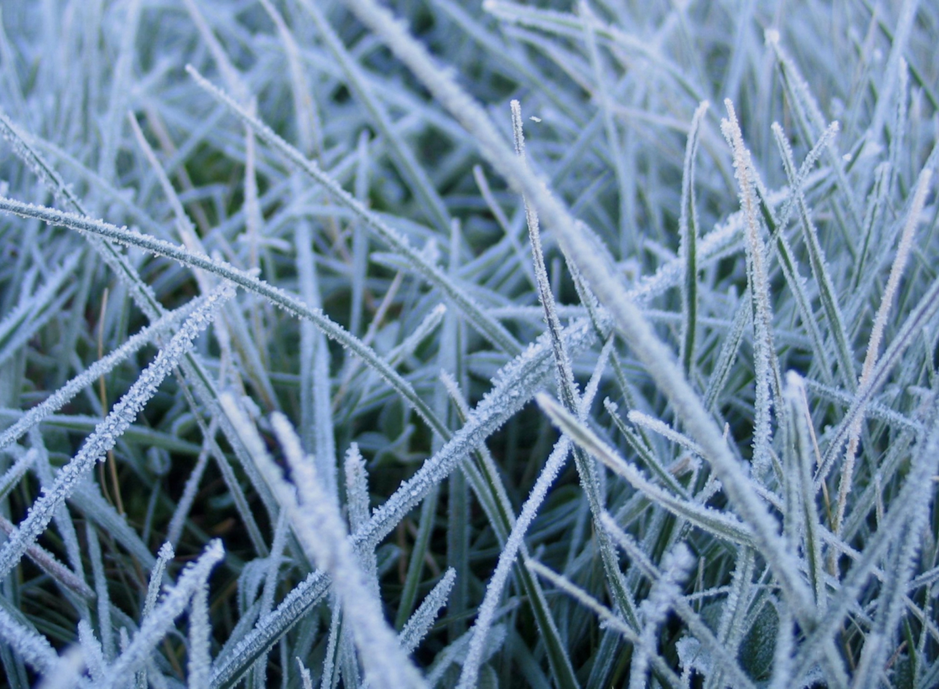 Обои First Frost 1920x1408