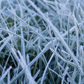 First Frost Picture for 1024x1024