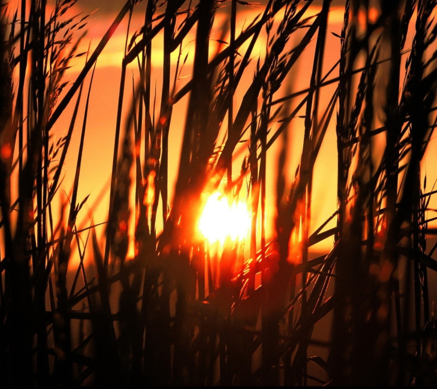 Screenshot №1 pro téma Sunrise Through Grass 1440x1280