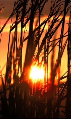 Screenshot №1 pro téma Sunrise Through Grass 240x400