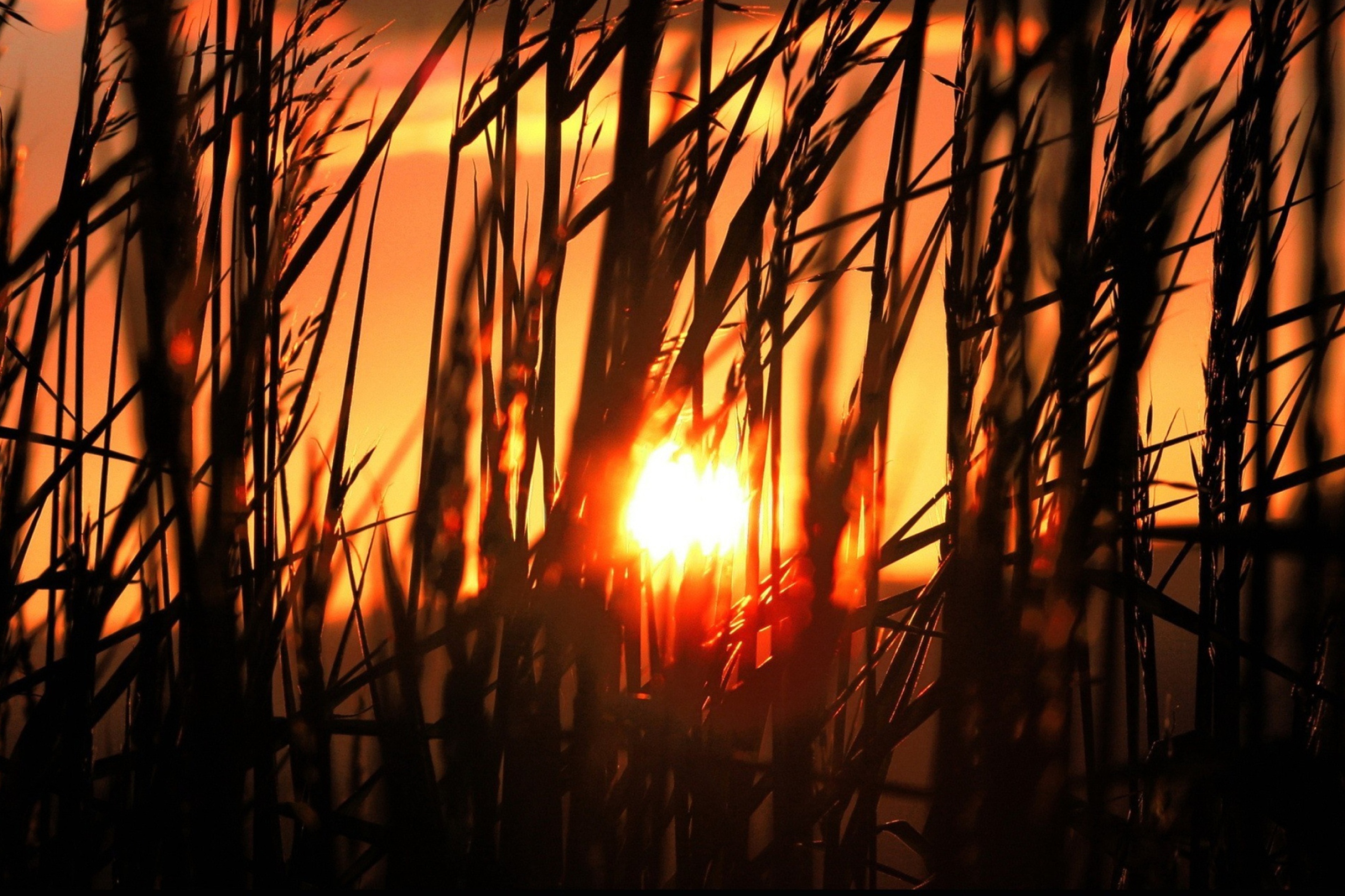Sunrise Through Grass screenshot #1 2880x1920