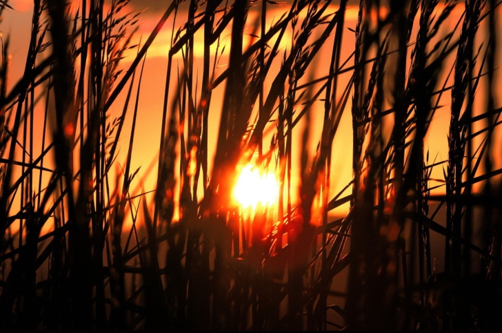 Sunrise Through Grass wallpaper