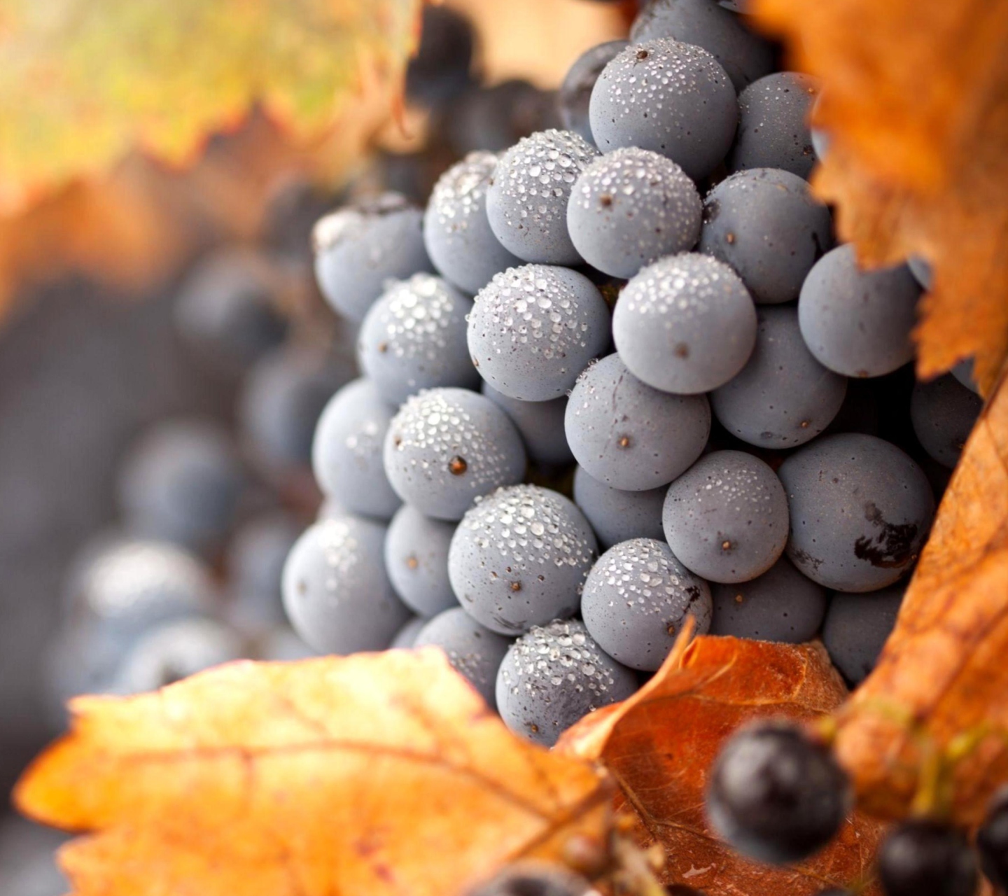 Grapes wallpaper 1440x1280