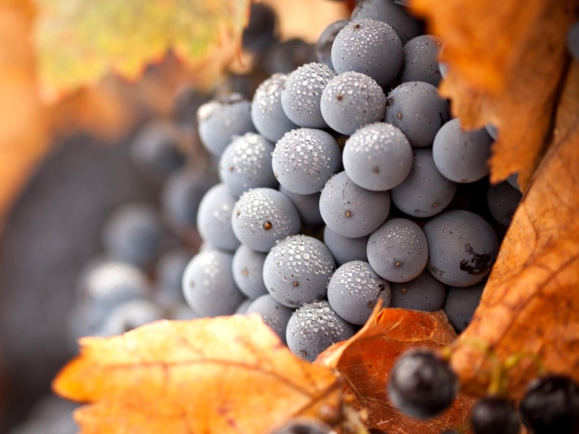 Grapes wallpaper 640x480