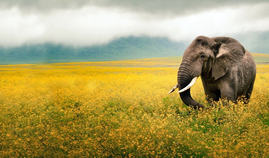 Wild Elephant On Yellow Field In Tanzania wallpaper 1024x600