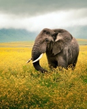 Screenshot №1 pro téma Wild Elephant On Yellow Field In Tanzania 128x160