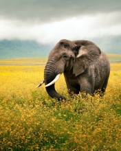 Screenshot №1 pro téma Wild Elephant On Yellow Field In Tanzania 176x220
