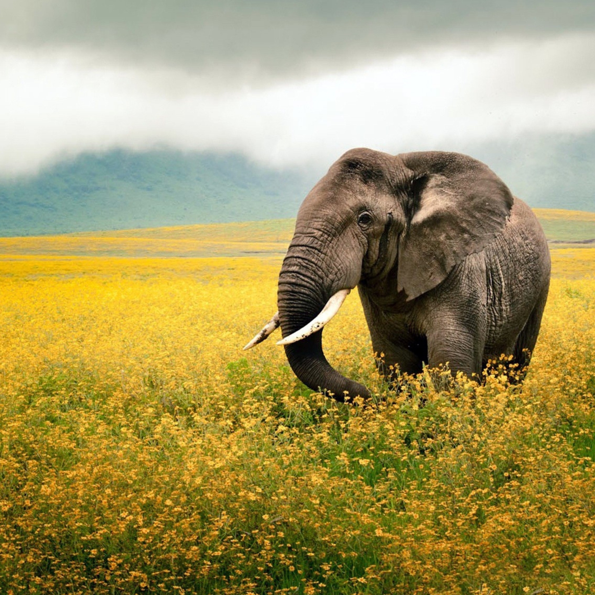 Fondo de pantalla Wild Elephant On Yellow Field In Tanzania 2048x2048