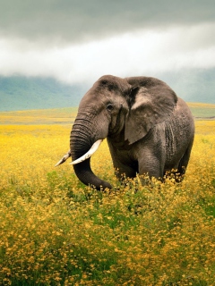 Обои Wild Elephant On Yellow Field In Tanzania 240x320
