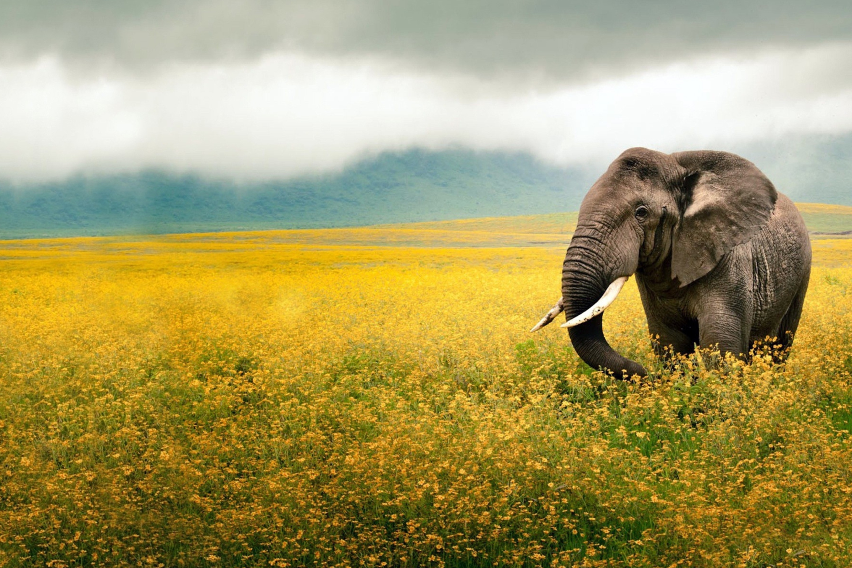 Обои Wild Elephant On Yellow Field In Tanzania 2880x1920