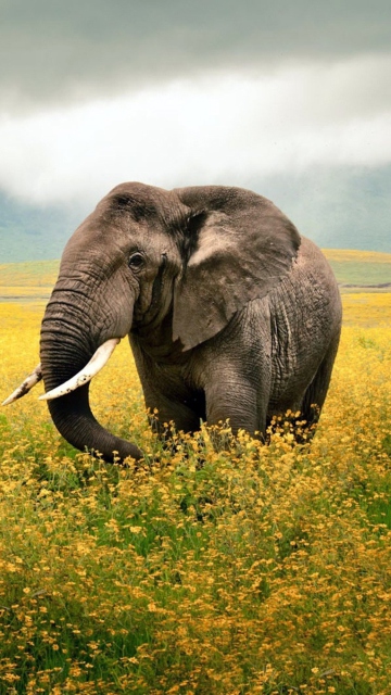 Sfondi Wild Elephant On Yellow Field In Tanzania 360x640