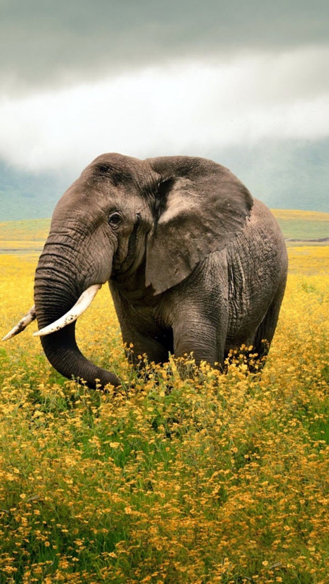 Fondo de pantalla Wild Elephant On Yellow Field In Tanzania 640x1136