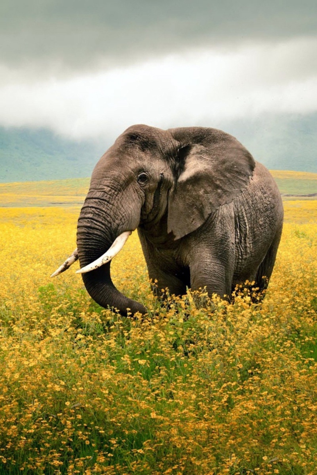 Fondo de pantalla Wild Elephant On Yellow Field In Tanzania 640x960