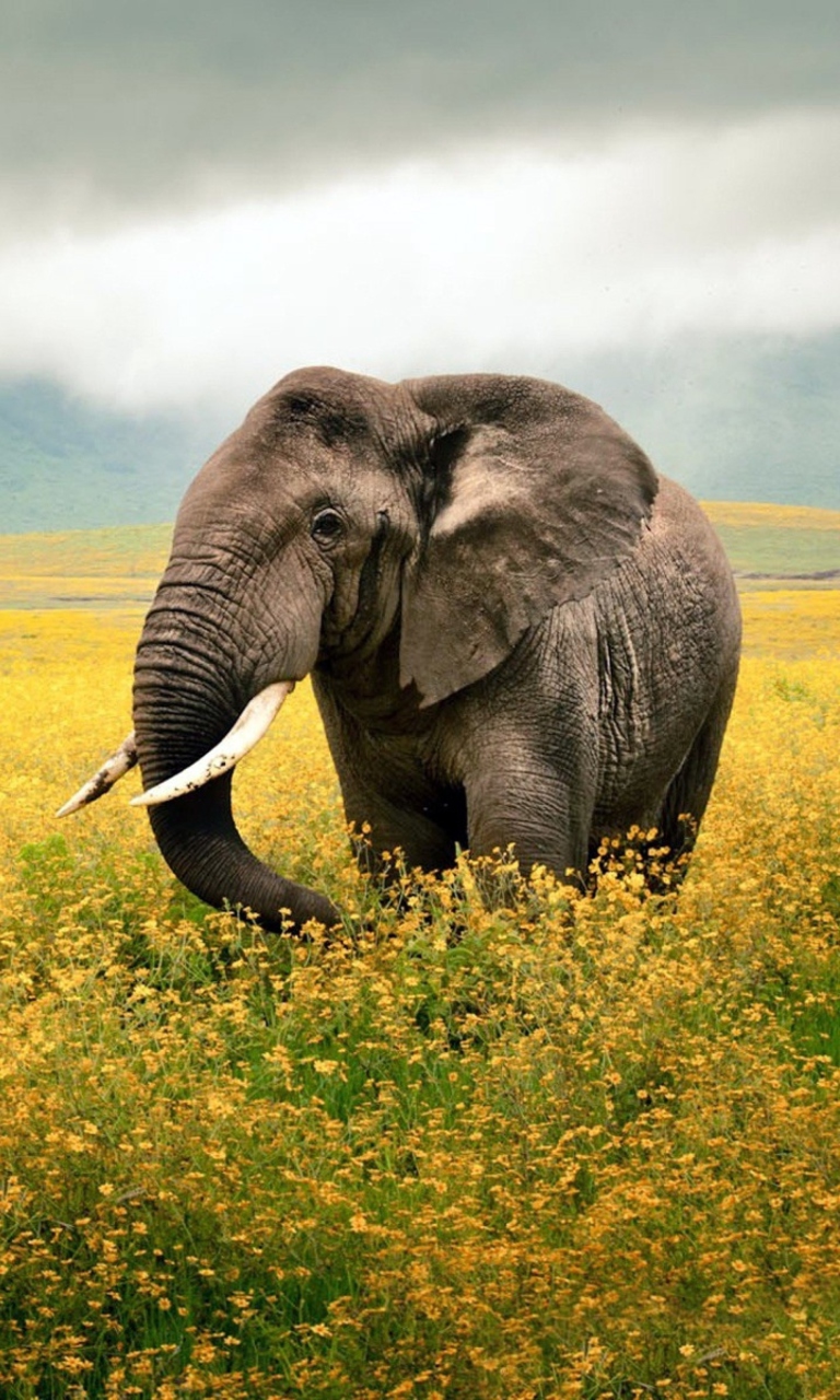 Wild Elephant On Yellow Field In Tanzania wallpaper 768x1280