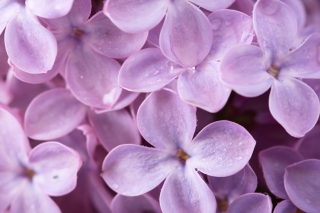 Lilac - Obrázkek zdarma pro Sony Xperia E1
