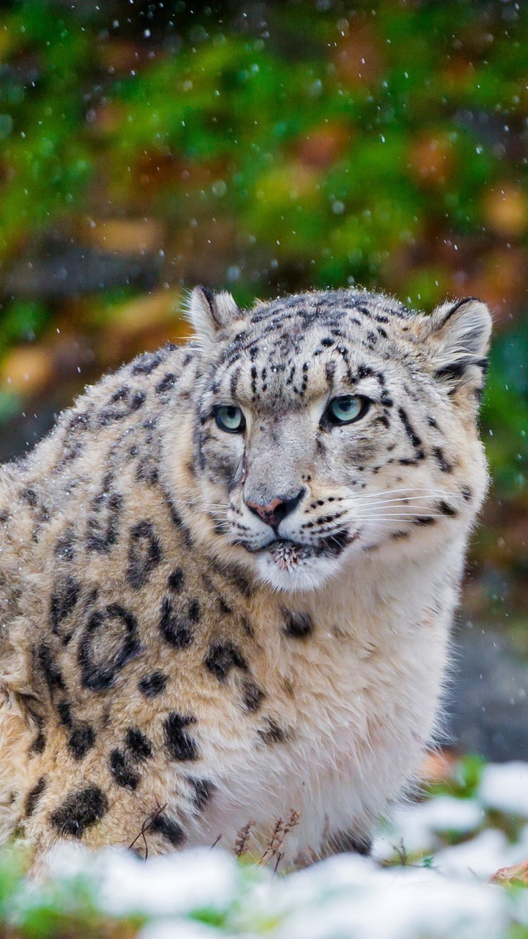 Обои Snow Leopard Family 1080x1920