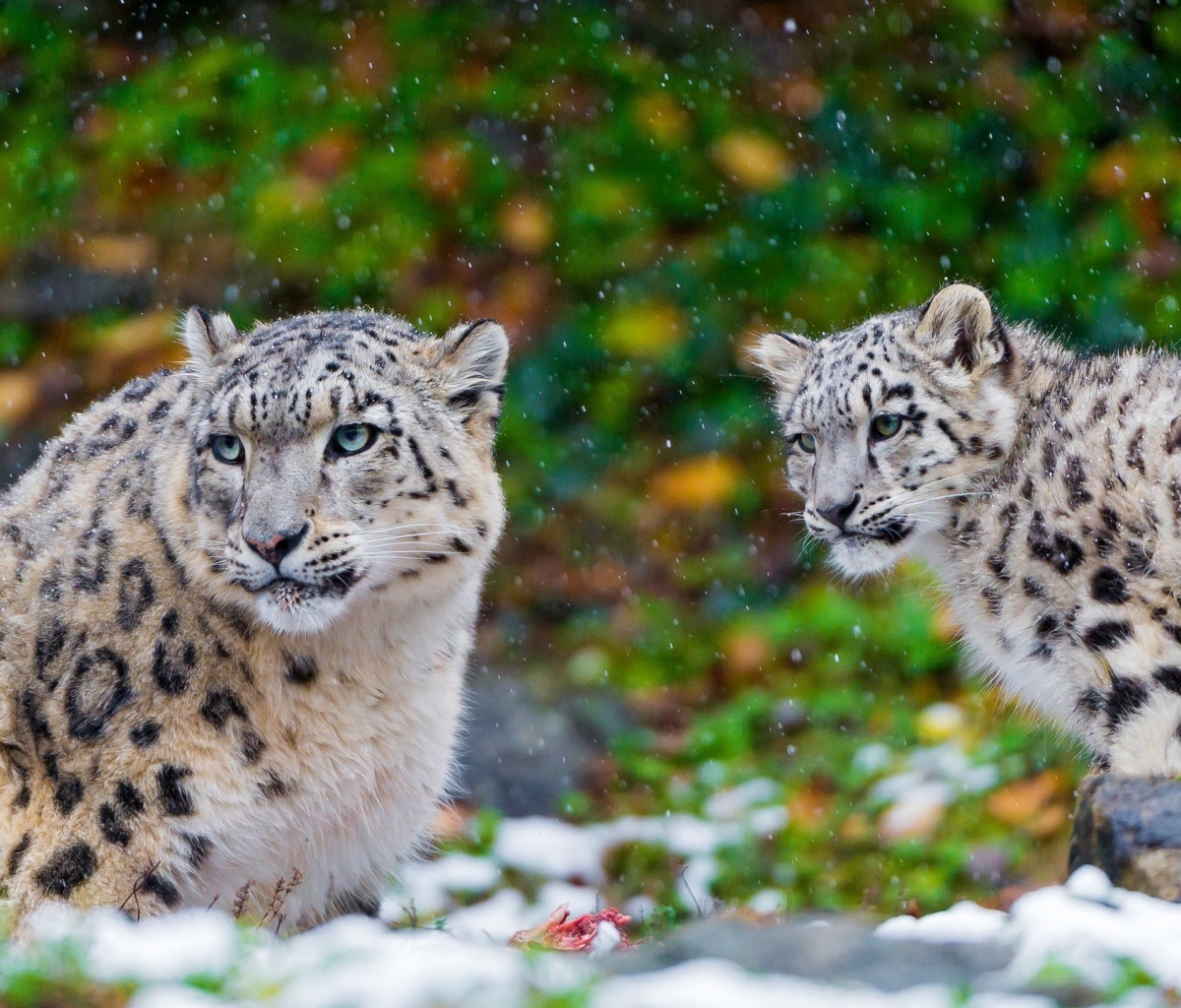 Fondo de pantalla Snow Leopard Family 1200x1024