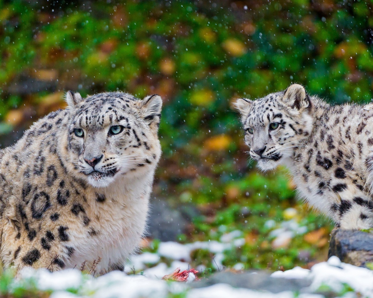 Fondo de pantalla Snow Leopard Family 1280x1024