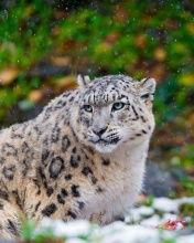 Fondo de pantalla Snow Leopard Family 176x220