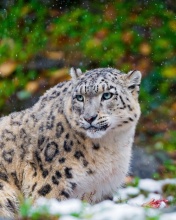 Das Snow Leopard Family Wallpaper 176x220