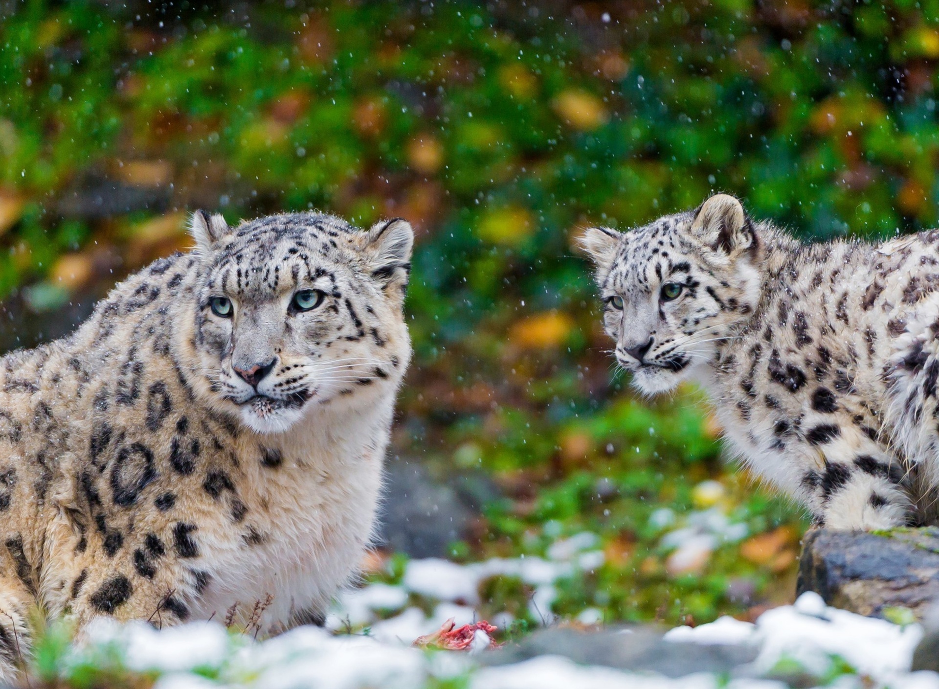 Fondo de pantalla Snow Leopard Family 1920x1408