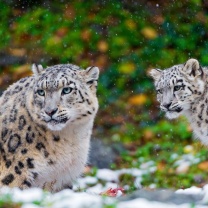 Fondo de pantalla Snow Leopard Family 208x208