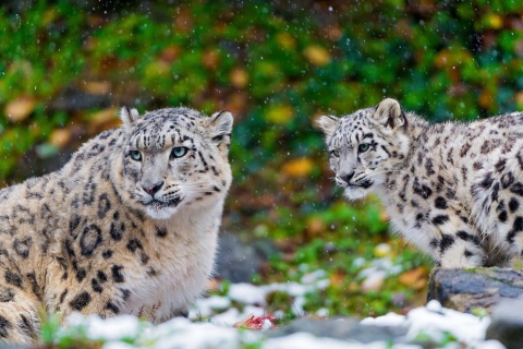 Fondo de pantalla Snow Leopard Family 480x320