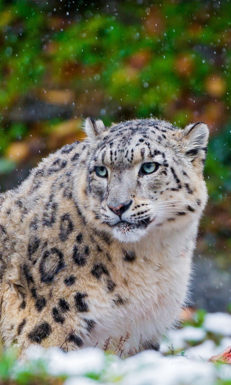 Fondo de pantalla Snow Leopard Family 768x1280