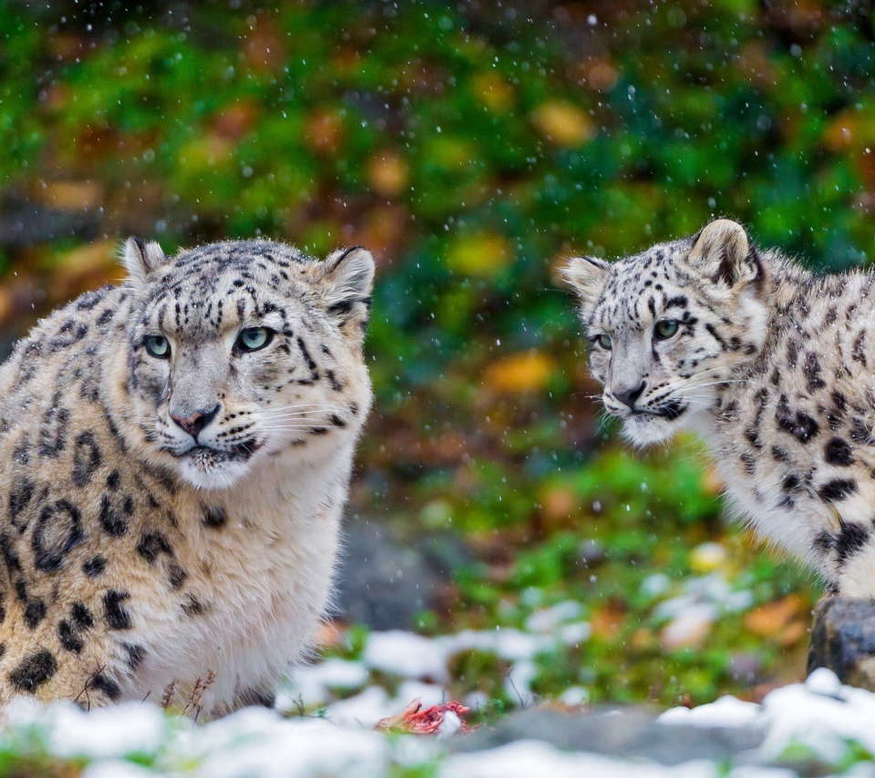Das Snow Leopard Family Wallpaper 960x854