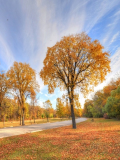 Das Autumn Path Wallpaper 240x320