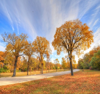 Autumn Path - Obrázkek zdarma pro 1024x1024