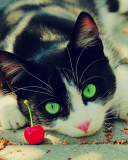 Cat And Cherry screenshot #1 128x160