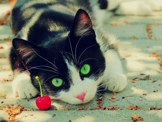 Das Cat And Cherry Wallpaper 320x240