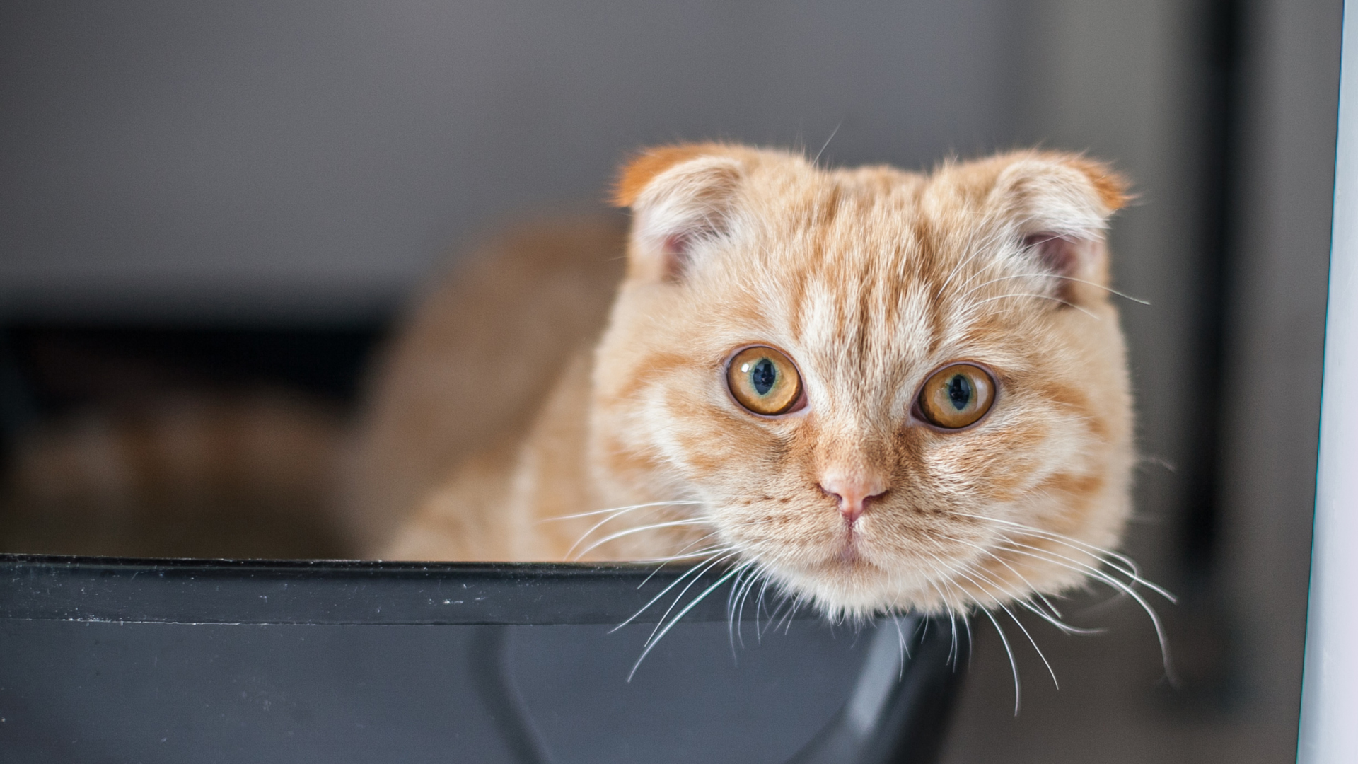 Das Scottish Fold Wallpaper 1920x1080