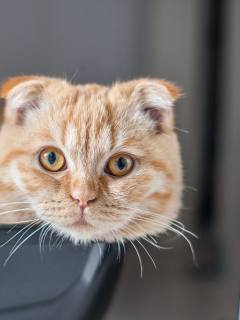 Scottish Fold wallpaper 240x320