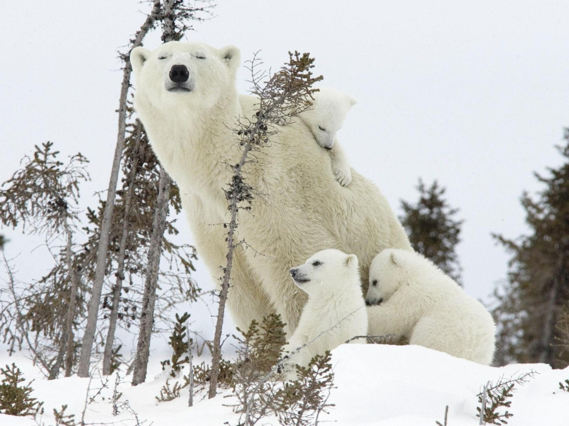 Screenshot №1 pro téma White Bears 1152x864