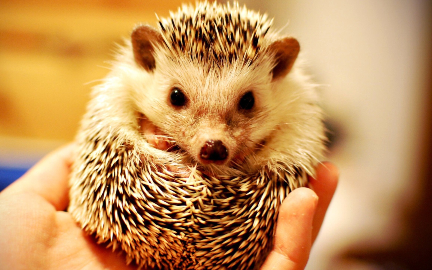 Das Little Hedgehog Wallpaper 1440x900